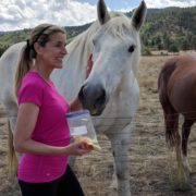 white horse eating apples